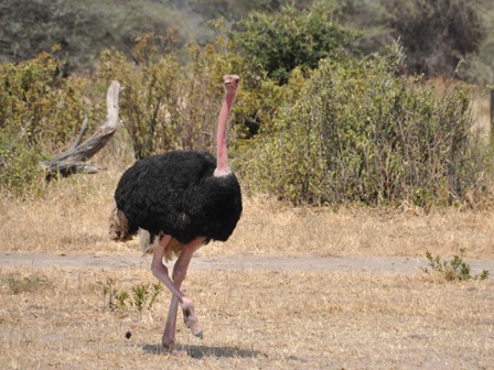 Tarangire National Park
